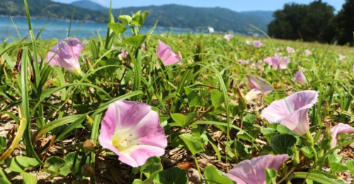 松だけじゃない！ 天橋立を彩る季節の植物