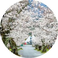 丹後由良駅前の桜が満開の様子