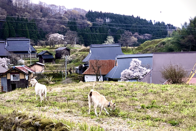 ヤギと風景