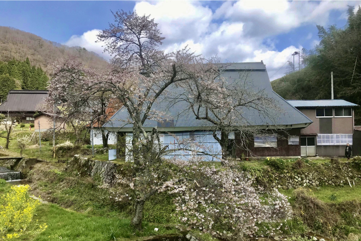 ビール工房と桜