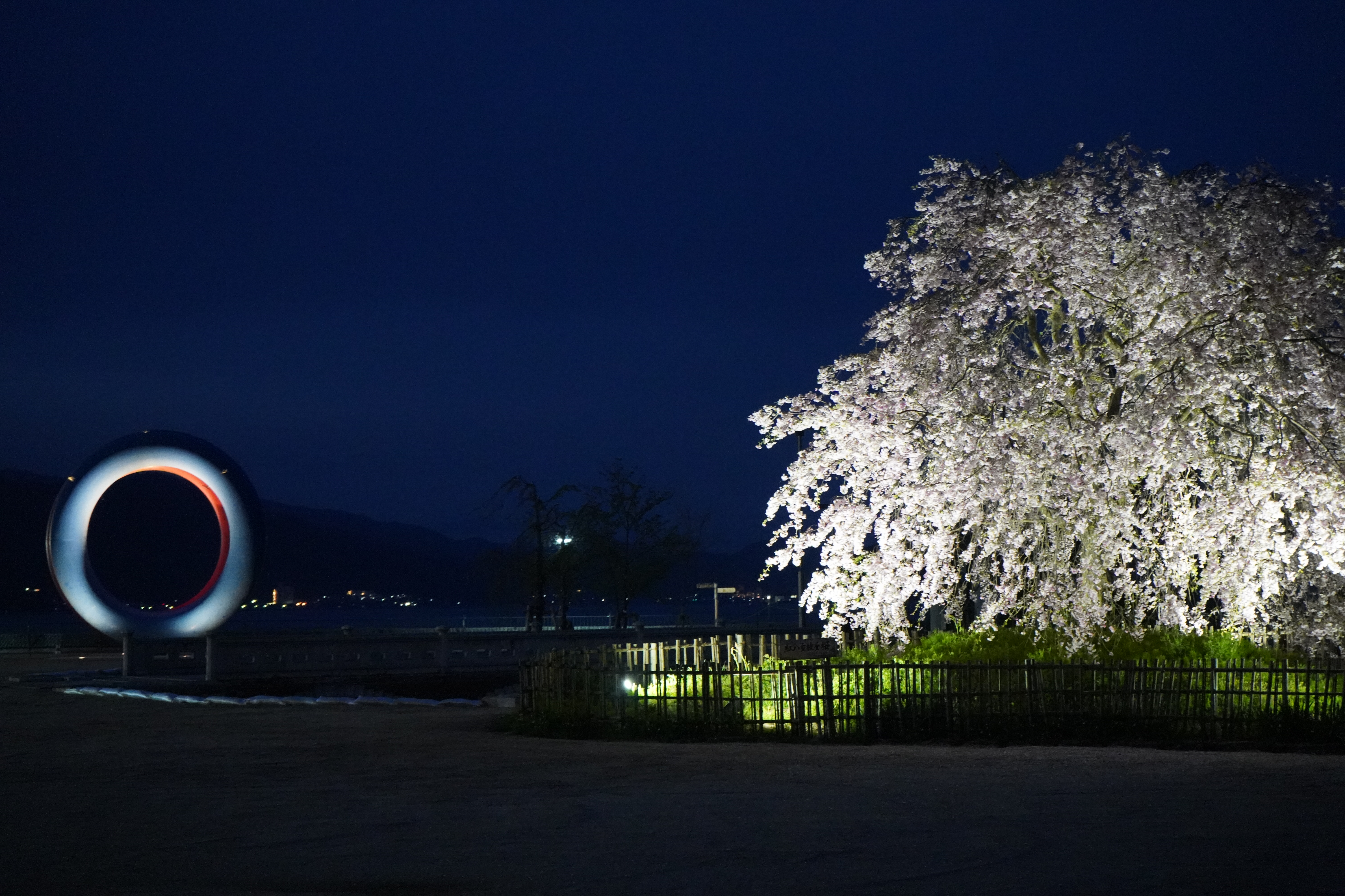 夜桜