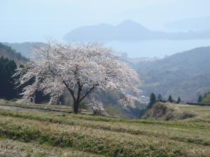 松尾の一本桜