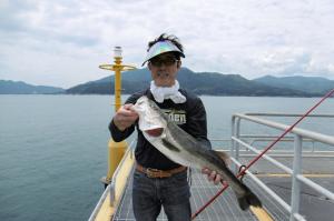 令和3年7月26日綾部市の小山さんが釣った70㎝のスズキ