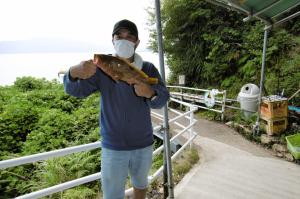 令和3年8月1日京都八幡市の佐伯さんが釣った35センチのアコウの写真