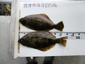 令和3年10月2日に宮津市海洋つり場で釣れた魚のヒラメの写真