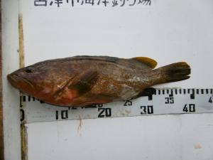 令和3年10月2日に宮津市海洋つり場で釣れた魚のアコウの写真
