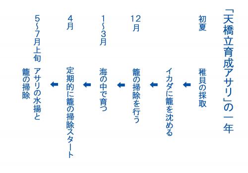 滋味深く旨味が強い 天橋立育成あさり 宮津市ホームページ