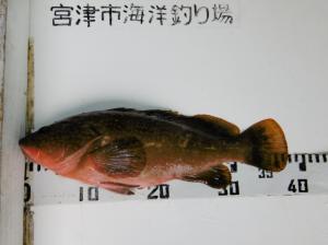 2022年5月21日海洋つり場で釣れた魚チヌの写真