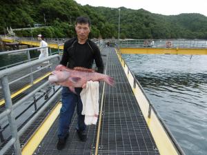  コブダイの85センチ重量12kgの大物  伊丹市の大石さんです