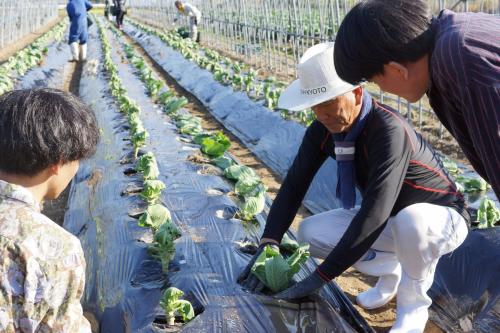 宮津農旅インターンシップ　植え付け