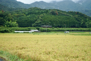 上宮津の田園風景