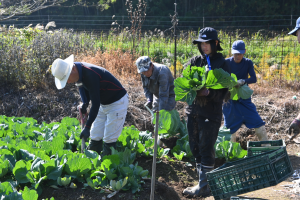 キャベツの植え替えをしている様子