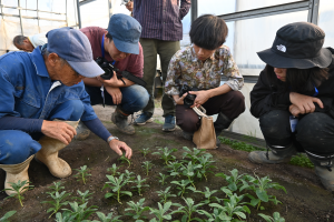 ストックには花の咲き方に種類があり、見分け方を教えてもらっている様子