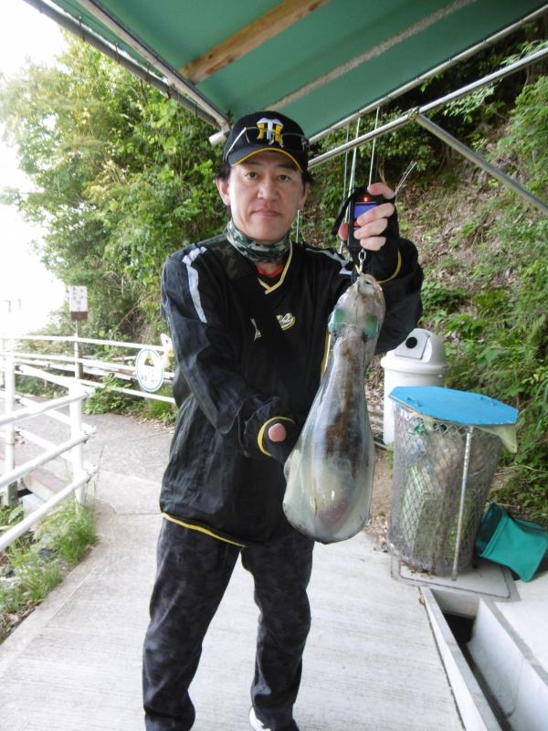 2024年5月18日宮津市海洋つり場で高槻市の宮嶋さんが釣ったアオリイカの写真