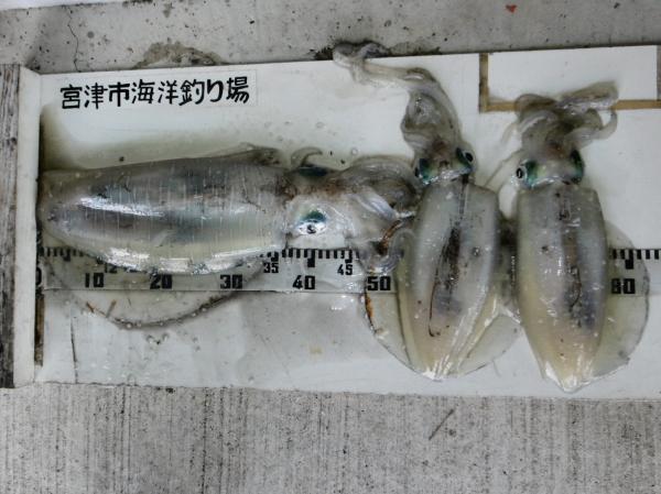 2024年6月1日に宮津市海洋つり場で釣果したイカの写真