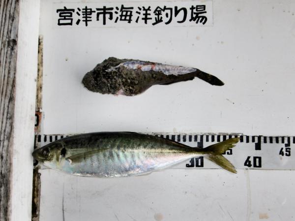 2024年6月22日宮津市海洋つり場で尼崎のニノミヤさんが釣った37センチの大きなアジの写真