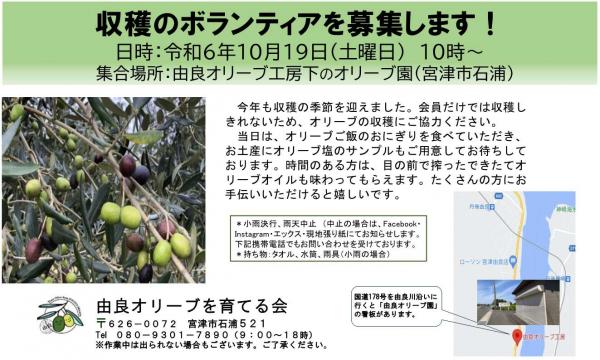 2024年10月19日由良オリーブを育てる会の収穫ボランティア募集チラシ