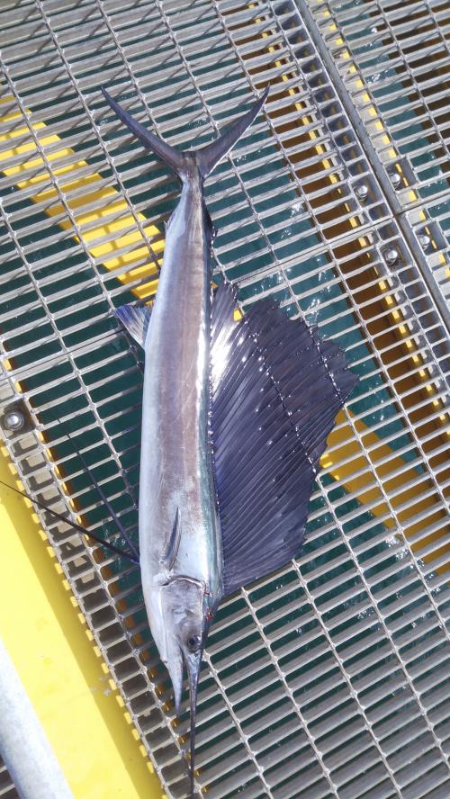 2024年10月25日に宮津市海洋つり場で釣れた120センチのカジキマグロの写真