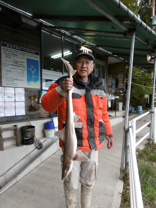2024年11月25日宮津市海洋つり場の釣果のサメの写真