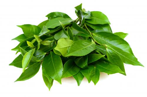 新茶