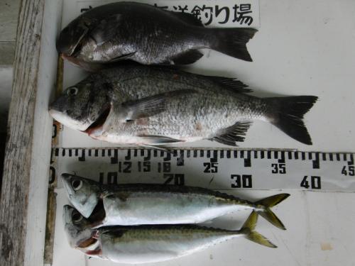 R7.6.21釣果　グレ31センチ　チヌ40センチ　サバ36センチと34センチ
