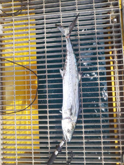 R7.6.22釣果　サゴシ70センチ
