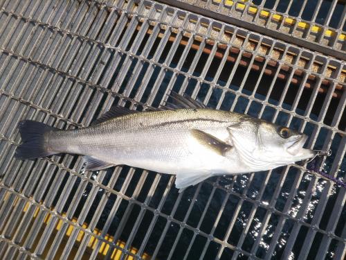 R7.7.04釣果　豊中市のKさん　スズキ68センチ