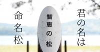 命名松サムネ